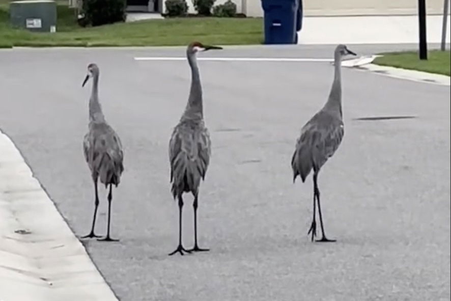 sandhill cranes florida hurricane milton