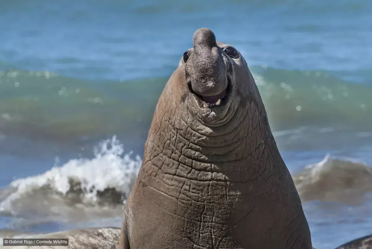 smiley elephant seal