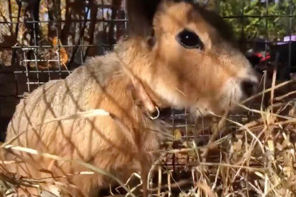 Patagonian mara sound video