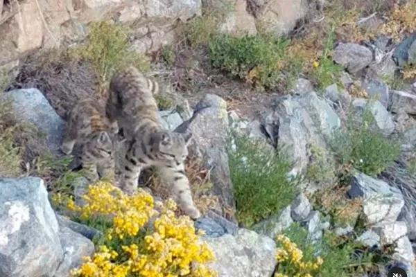 andean cat trail cam