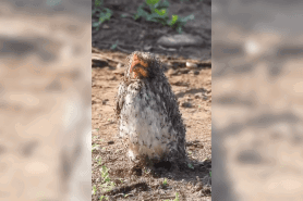 ants swarming bird