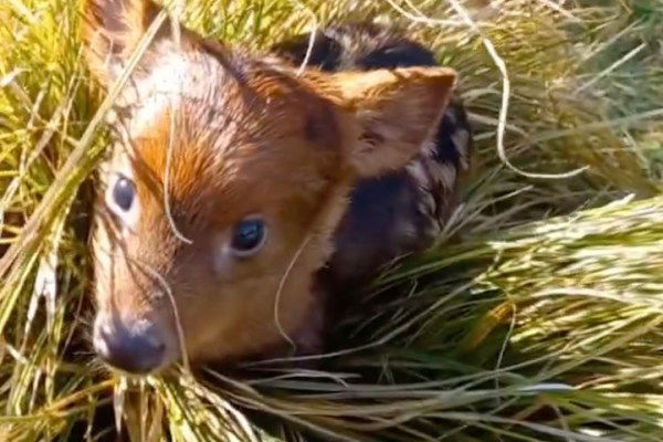 baby pudu