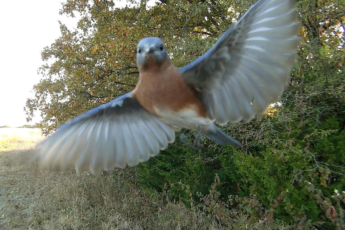 blue bird trail cam