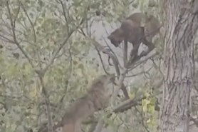 bobcat coyote battle in tree