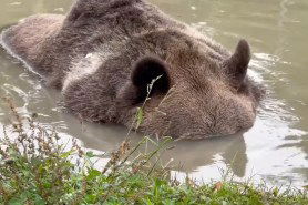 brown bear holding its breath