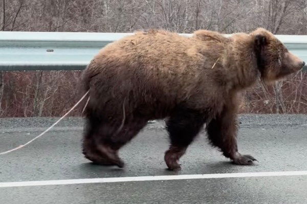 brown bear tapeworms