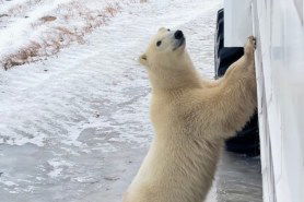 curious polar bear