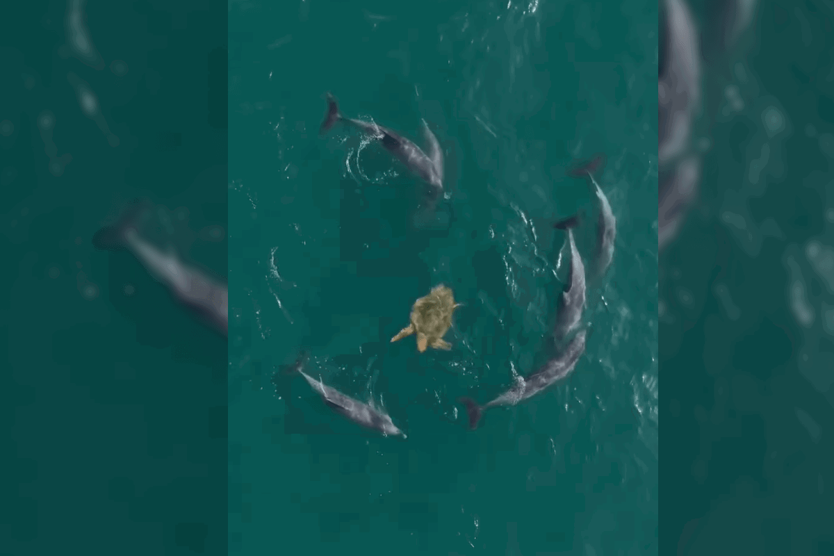 dolphins surround turtle video