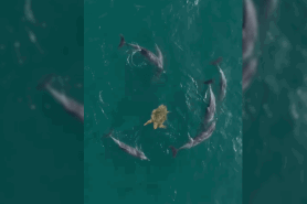 dolphins surround turtle video