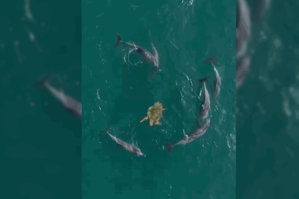 dolphins surround turtle video