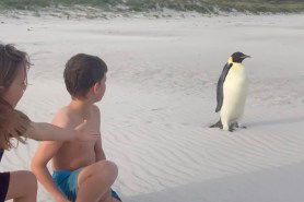 emperor penguin australia