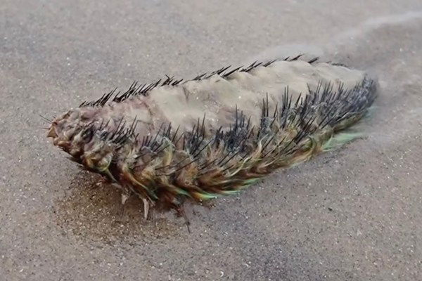 furry creature sea mouse washes ashore