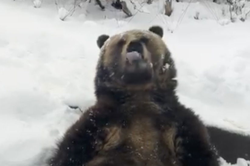 grizzly bear catches snowflakes on tongue