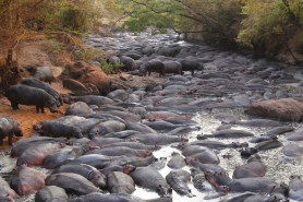 hippos in Tanzania