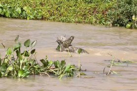 jaguar vs. caiman battle