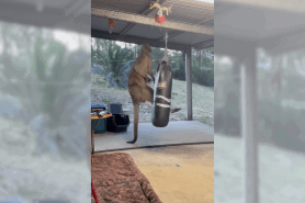 kangaroo vs. boxing bag