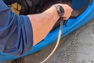 lizard in kayak video