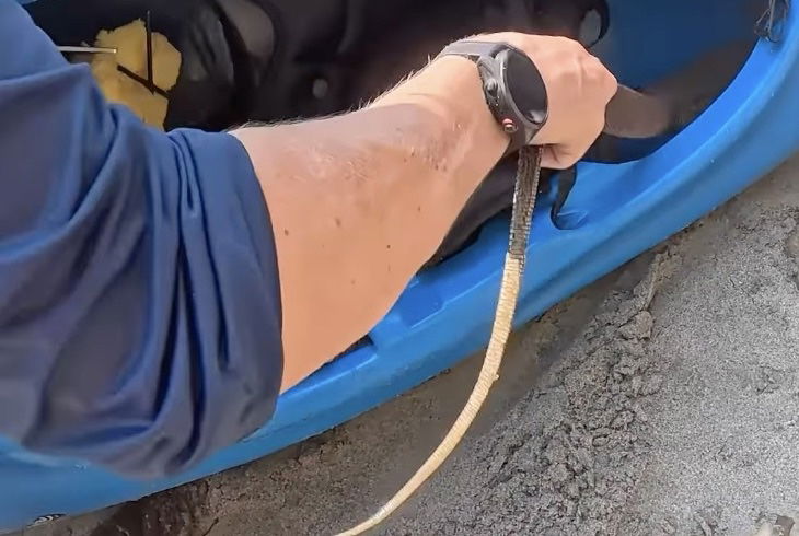 lizard in kayak video