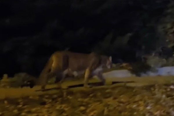 man kicks mountain lion