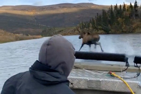 moose running on water