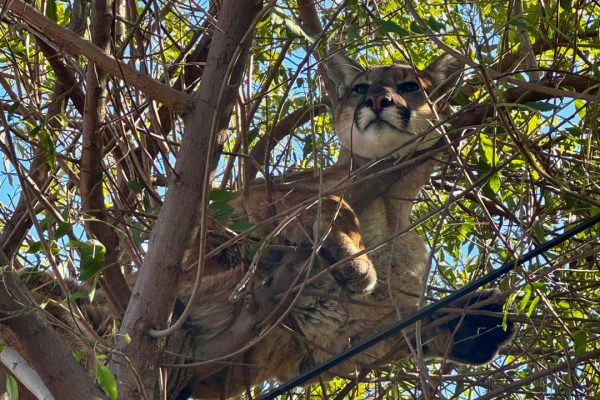 mountain lion in tree tustin