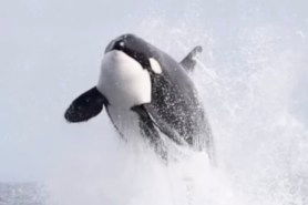 orca hunting dolphin