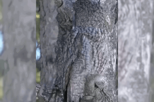 owl camouflage