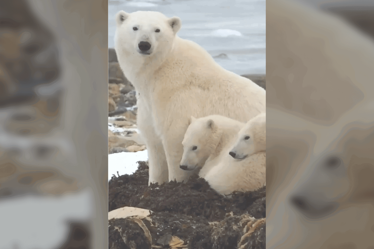 polar bears on trail cam canada