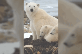 polar bears on trail cam canada