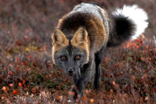 rare hybrid fox