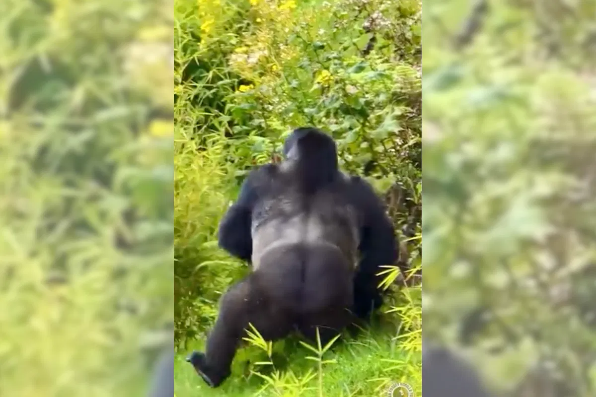 silverback gorilla slips