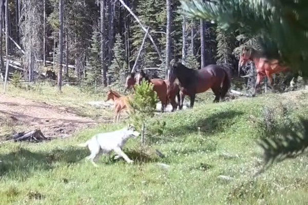 wild horse herd vs wolf pack