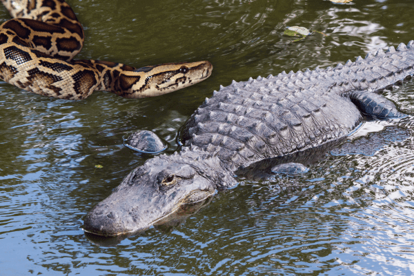 alligator python video