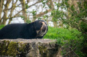 andean bear fell from tree branch