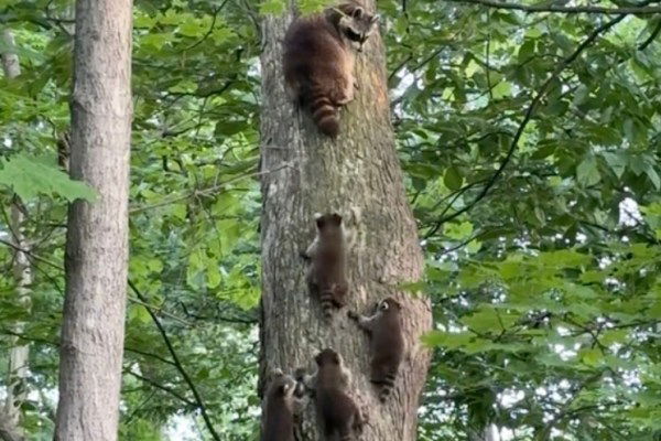 baby raccoons