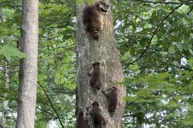 baby raccoons