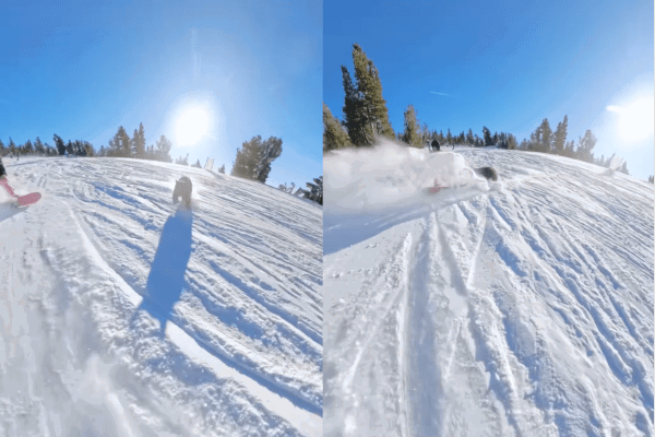 bear collides with snowboarder