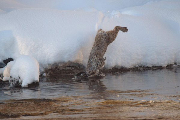 bobcat hunts duck yellowstone