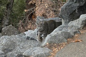 bobcat yosemite