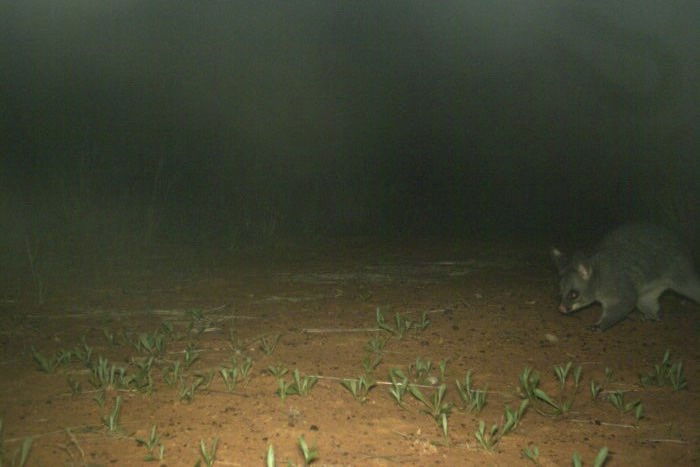 brushtail possum rare trail cam