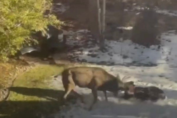 bull elk attacks dog in backyard