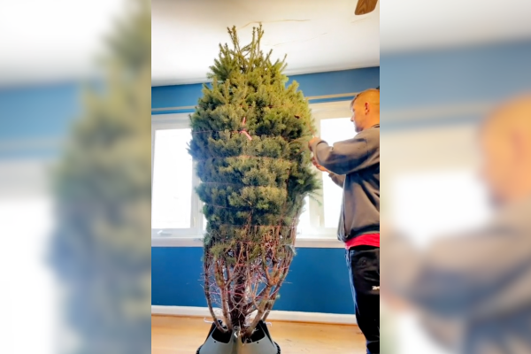 christmas tree knocks man down