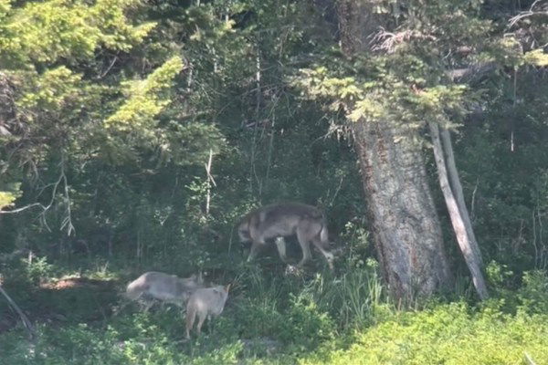 coyotes wolf yellowstone