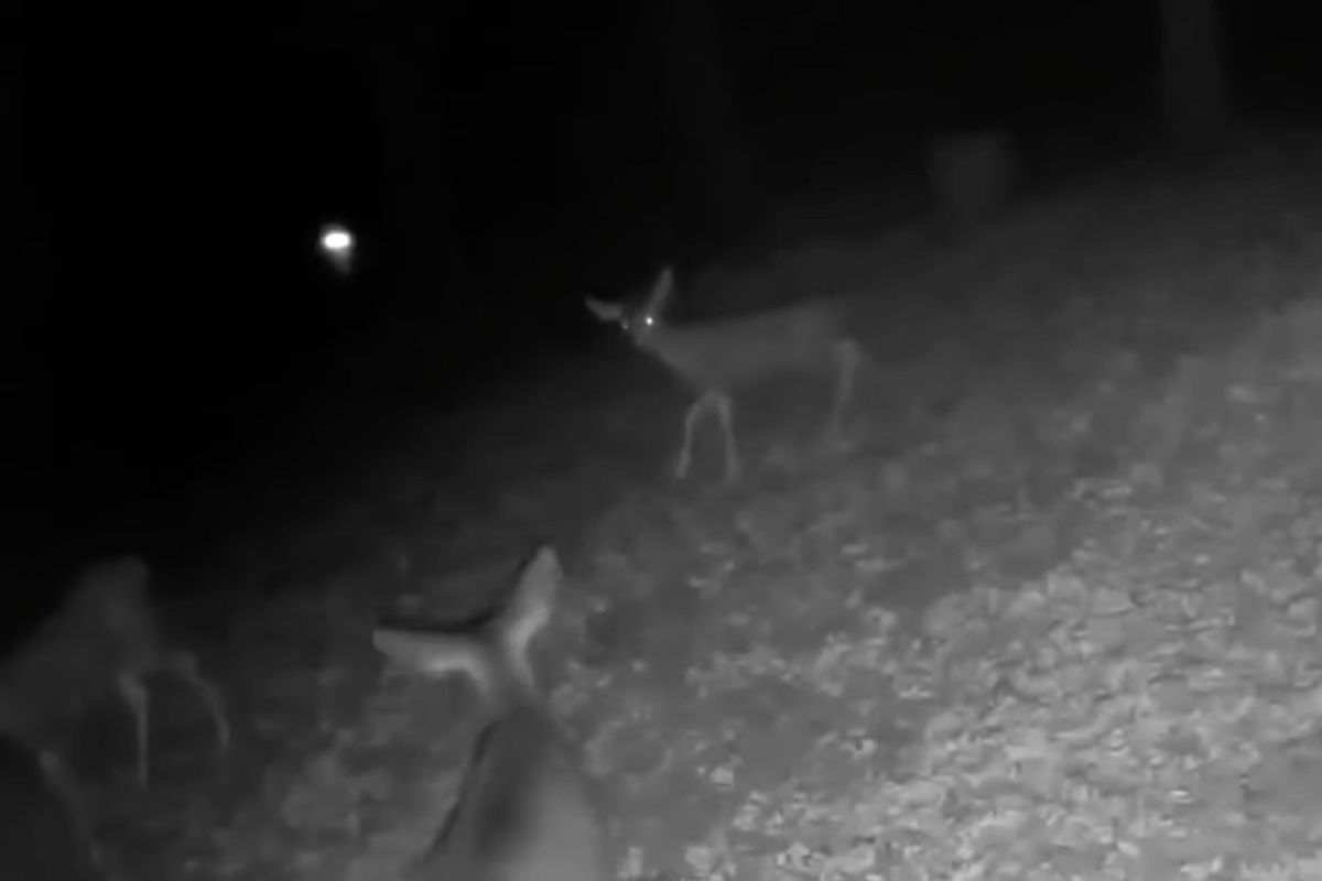 deer attack orb trail cam