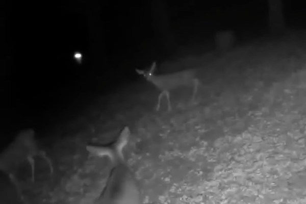 deer attack orb trail cam