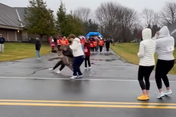 deer slams into woman turkey trot