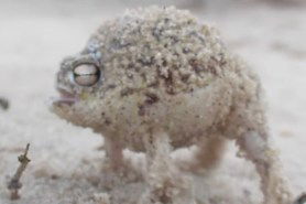 desert rain frog sound