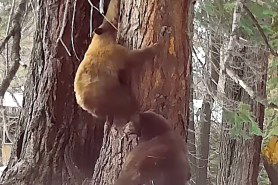 dog chase three bears up tree