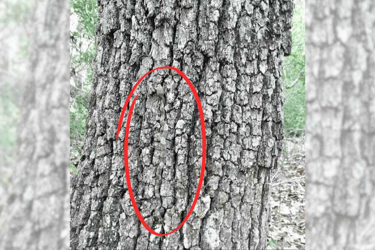 find the snake on the tree answer