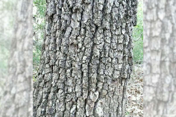 find the snake on the tree